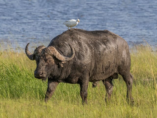 African Buffalo