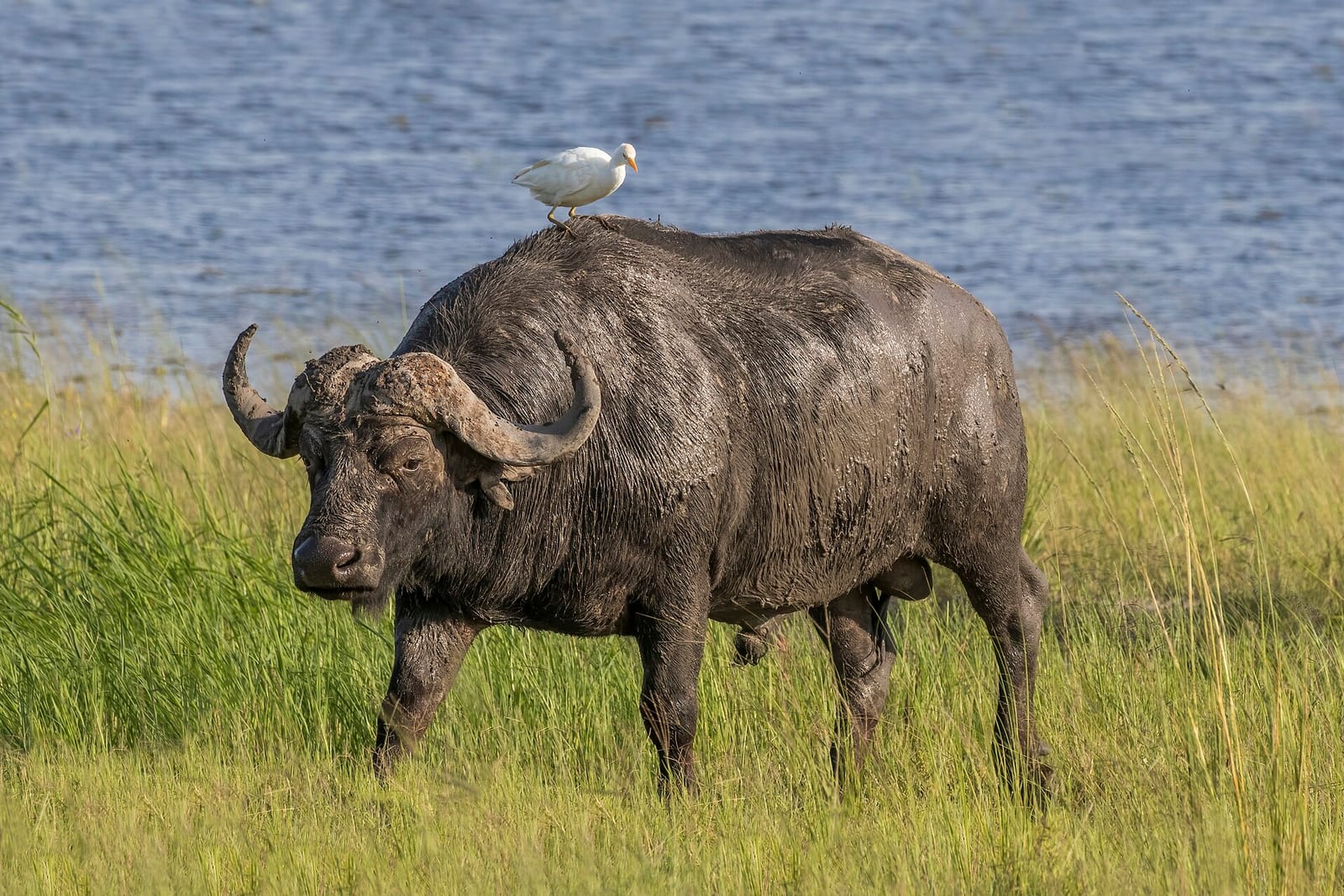 African Buffalo (Syncerus caffer)