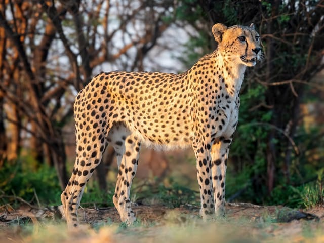 Cheetah