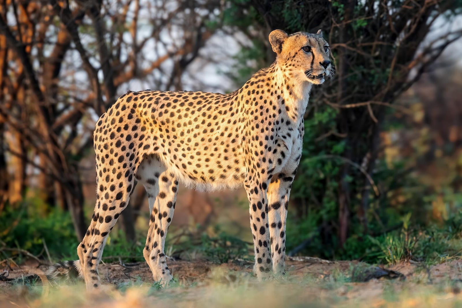 Cheetah (Acinonyx jubatus)