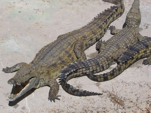 Nile Crocodile