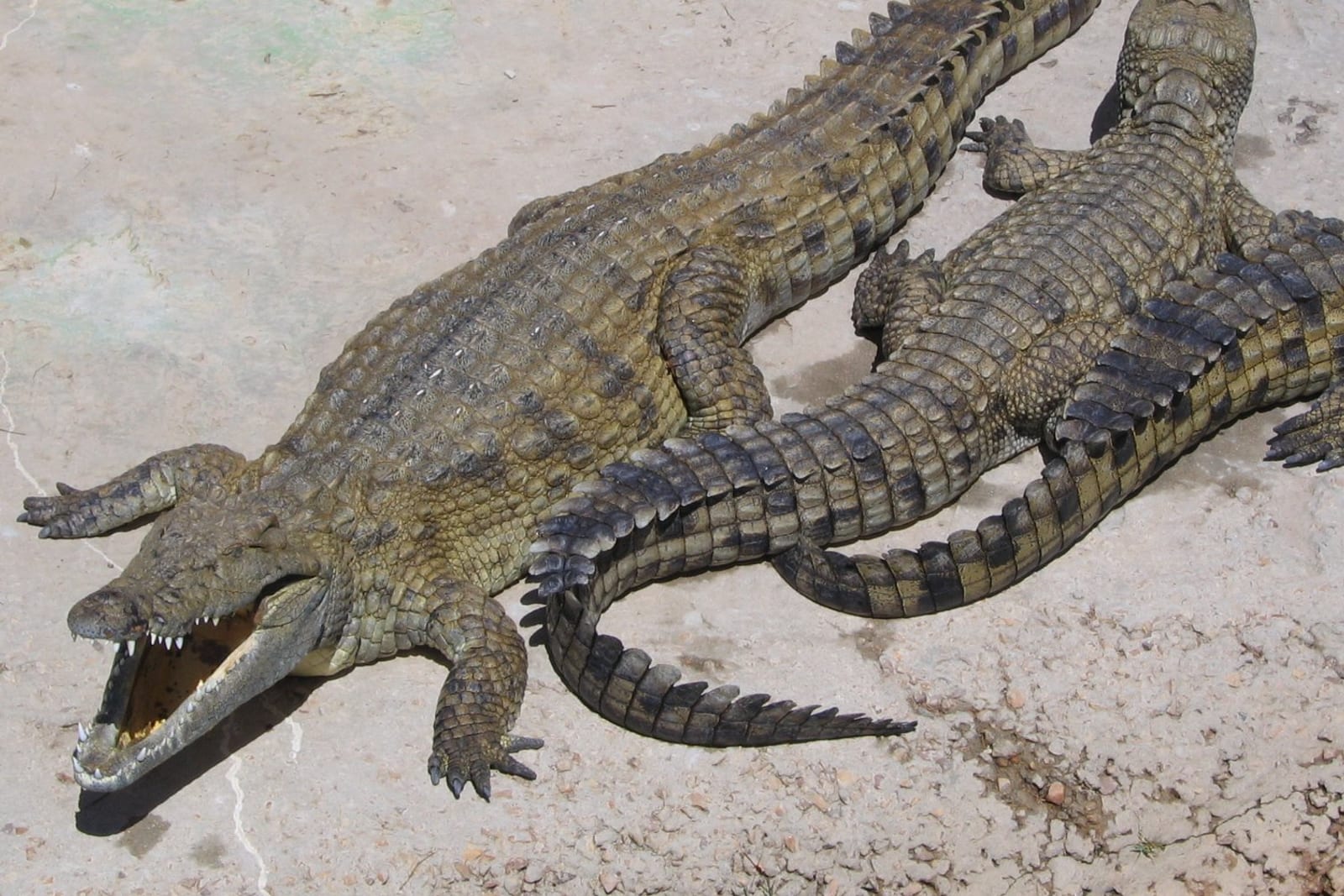 Nile Crocodile (Crocodylus niloticus)