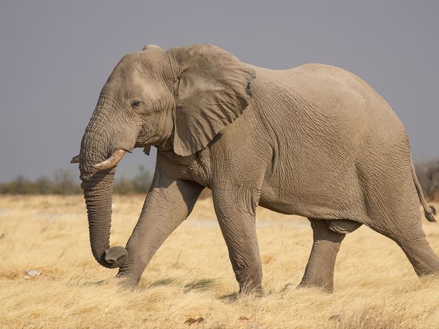 African Elephant