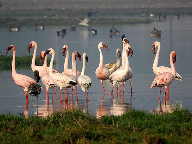 Flamingo