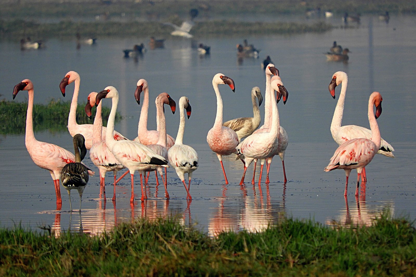 Flamingo (Phoeniconaias minor / Phoenicopterus roseus)