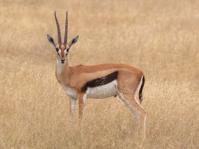 Thomson's Gazelle