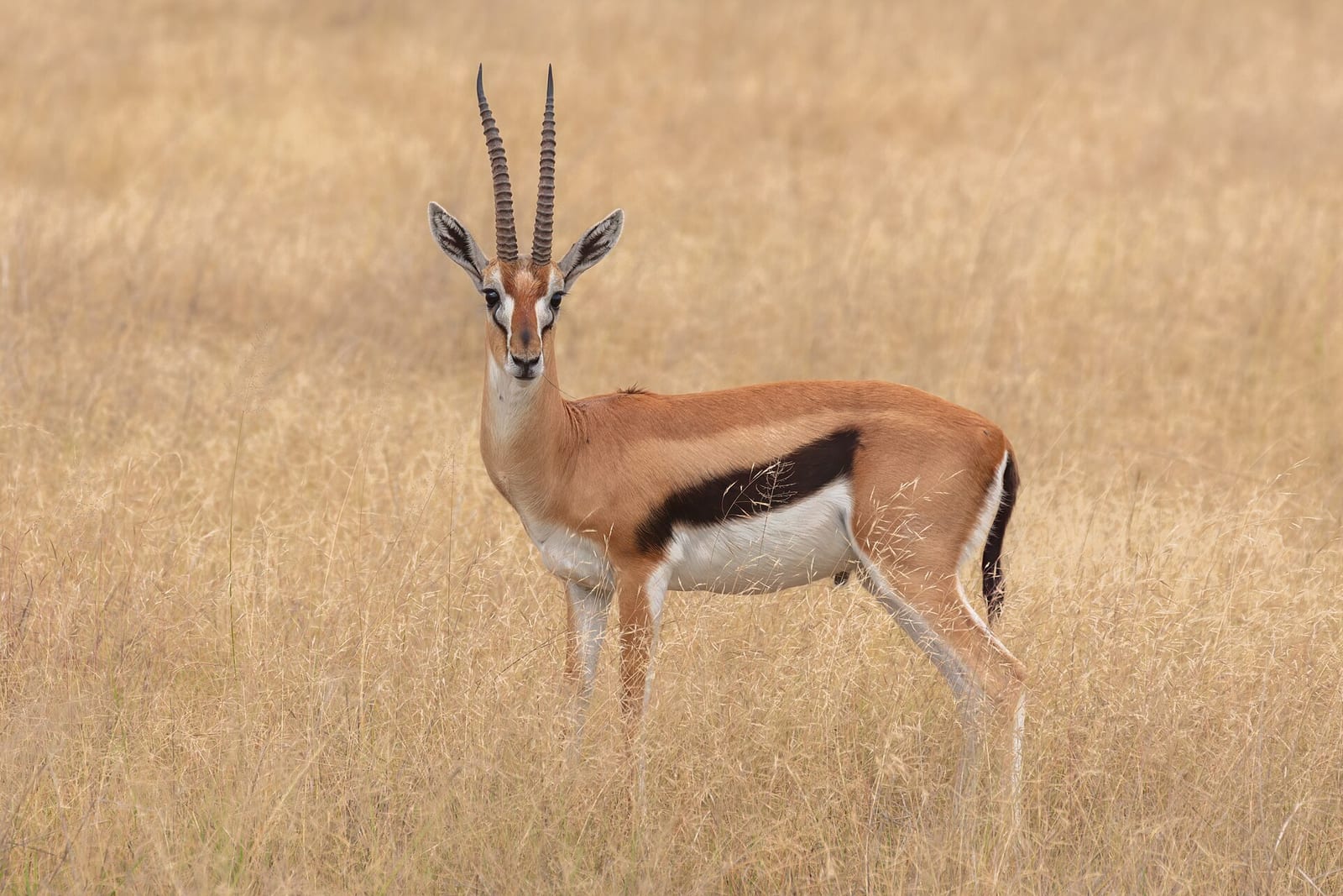 Thomson's Gazelle (Eudorcas thomsonii)