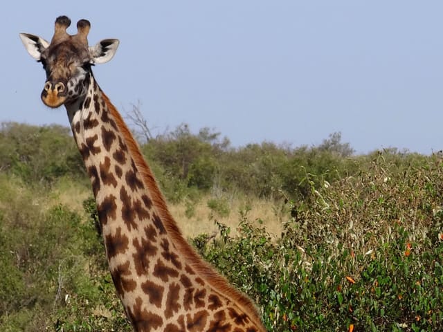 Giraffe