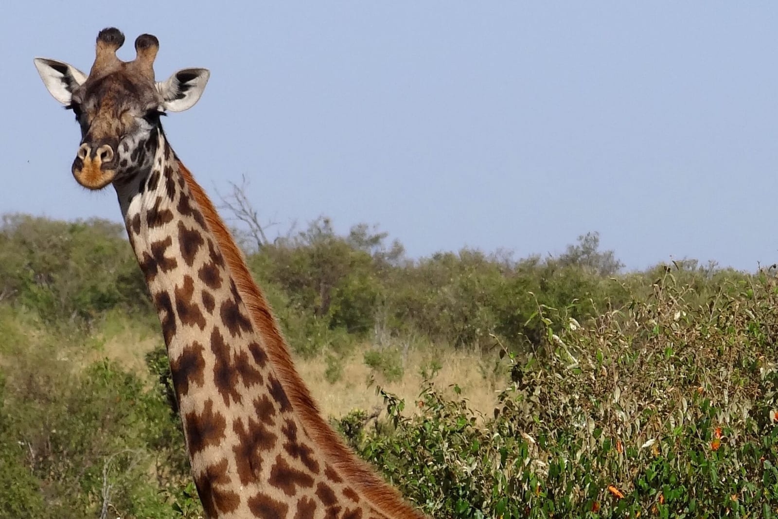 Giraffe (Giraffa camelopardalis)