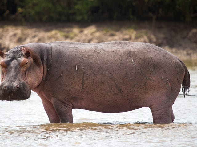 Hippopotamus