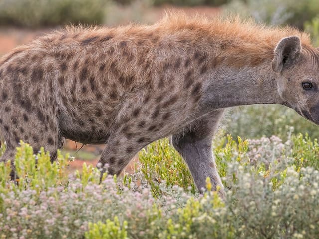 Spotted Hyena
