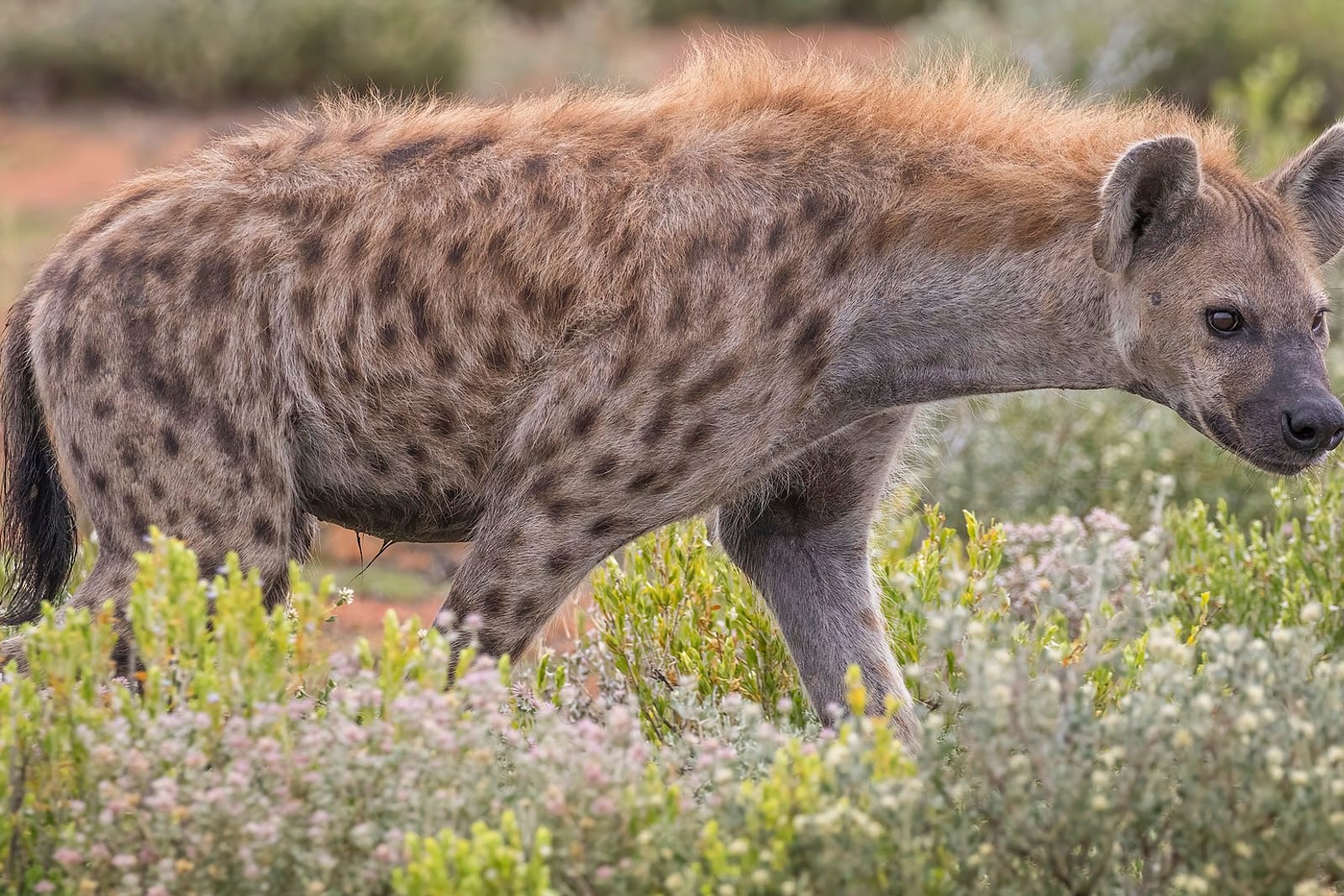 Spotted Hyena (Crocuta crocuta)