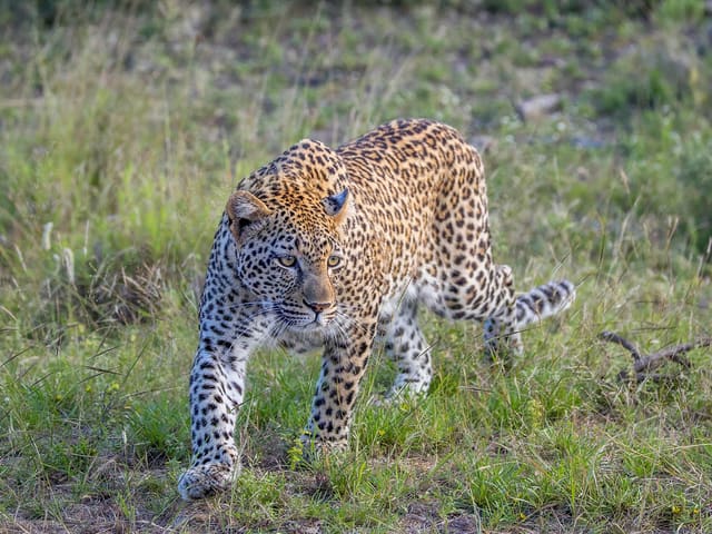 Leopard
