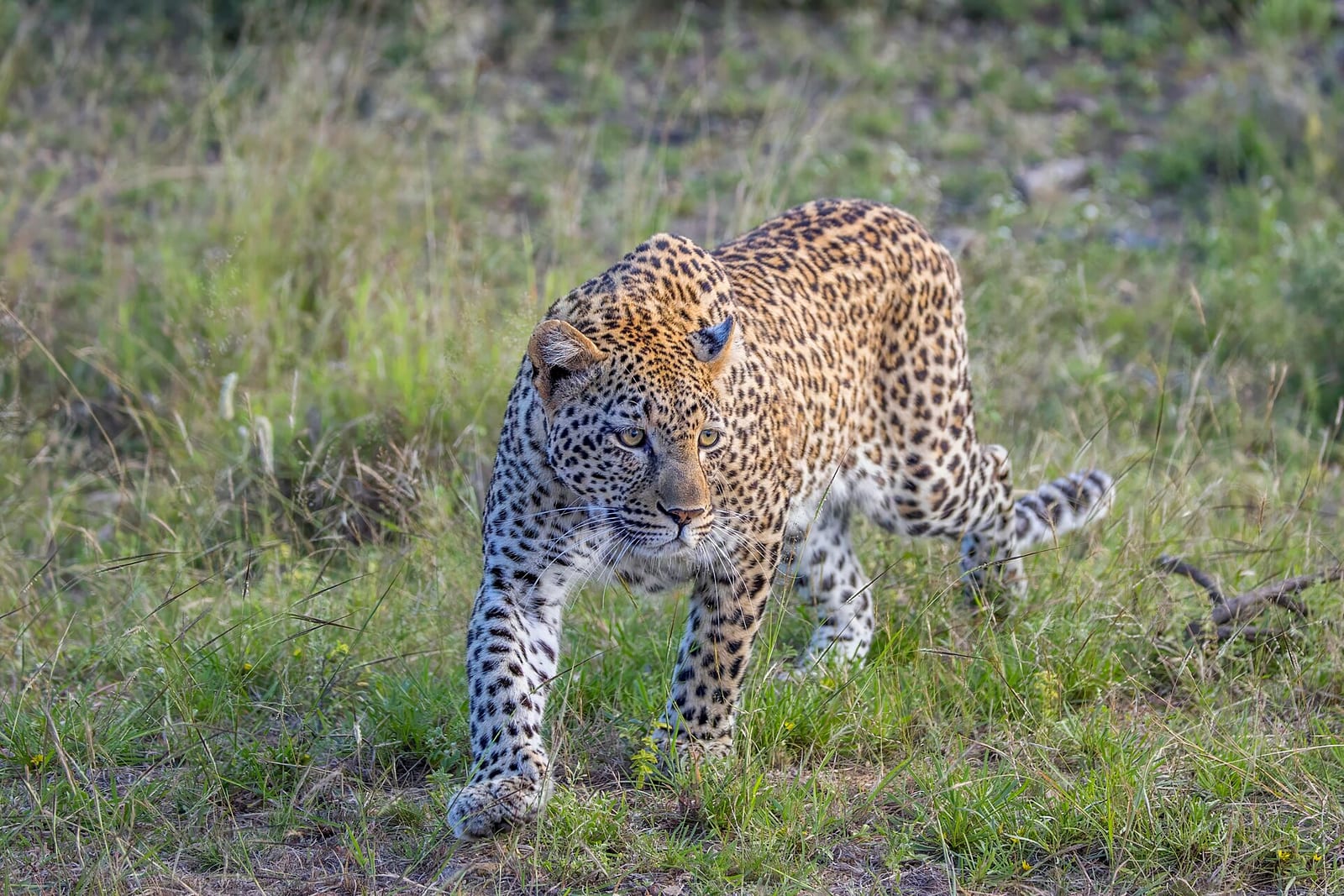 Leopard (Panthera pardus)