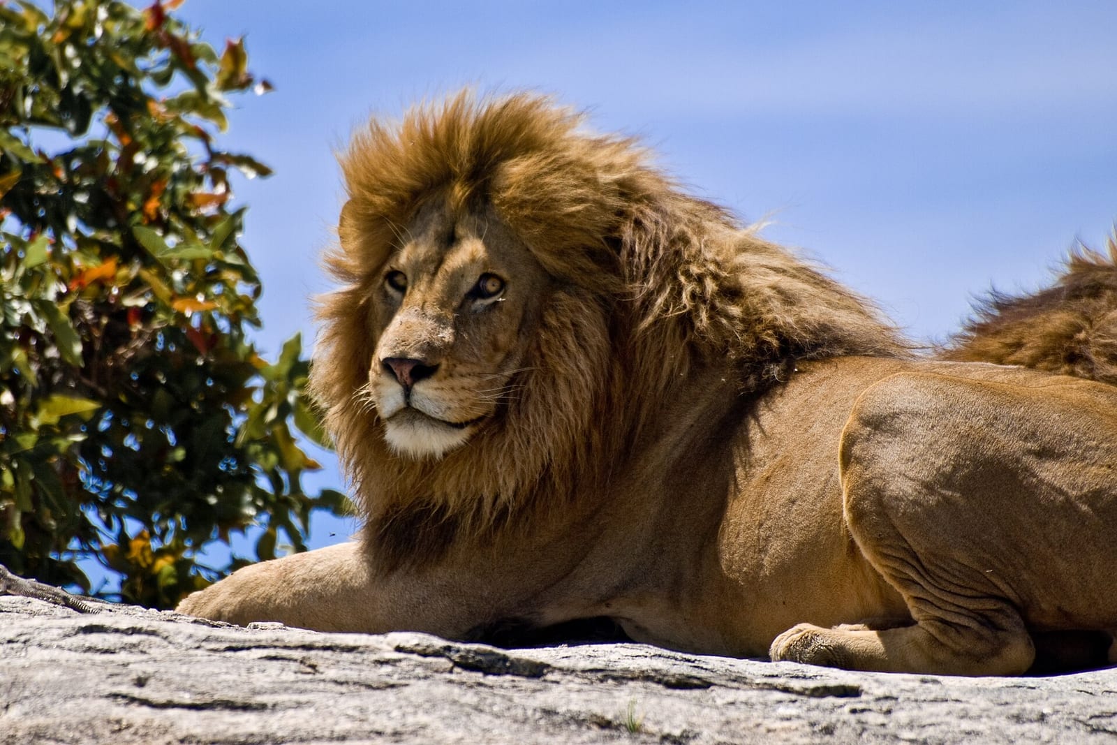 Lion (Panthera leo)