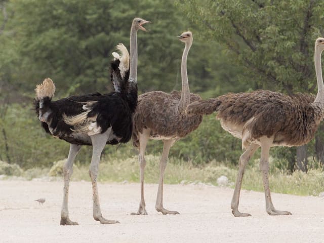 Common Ostrich