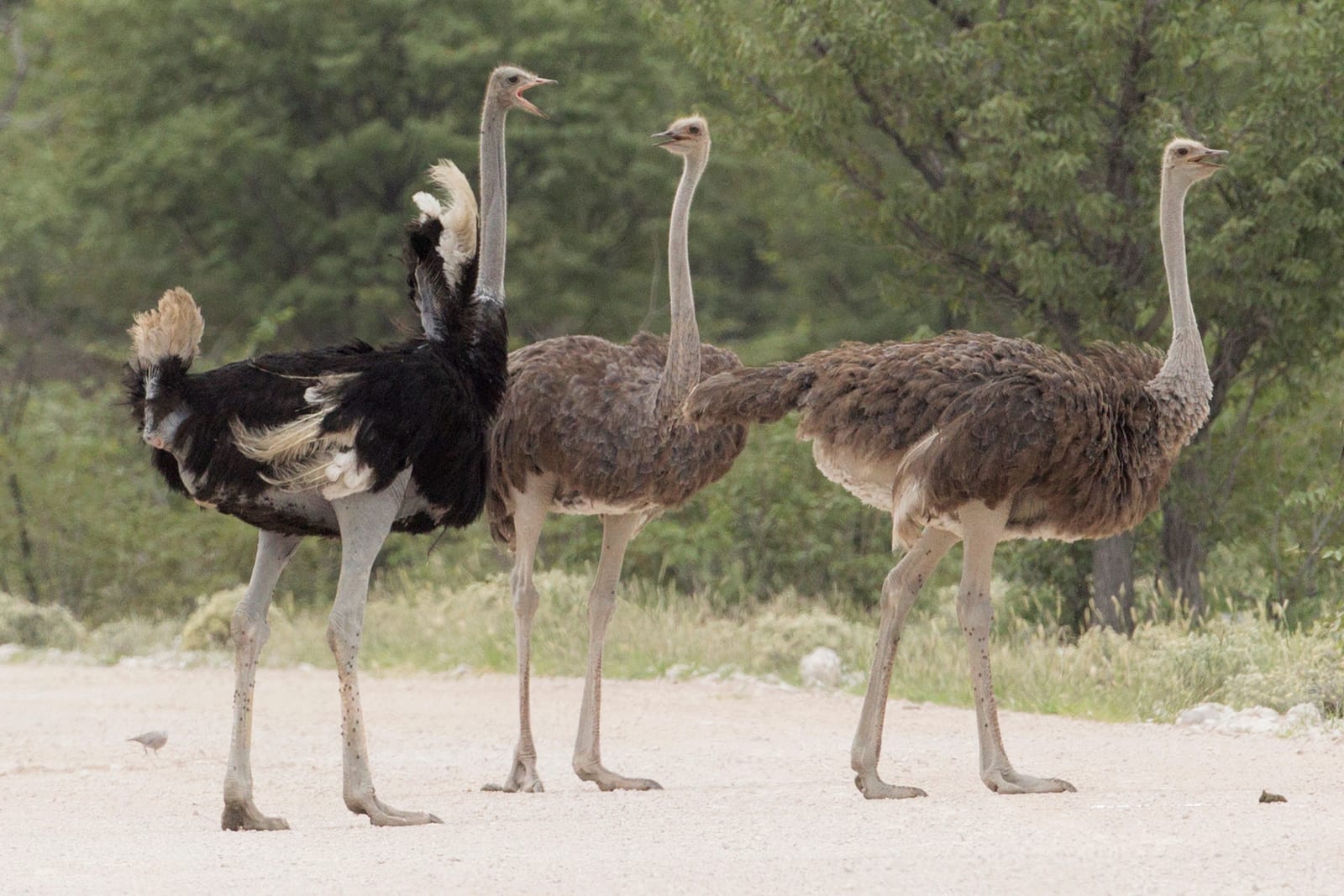 Common Ostrich (Struthio camelus)