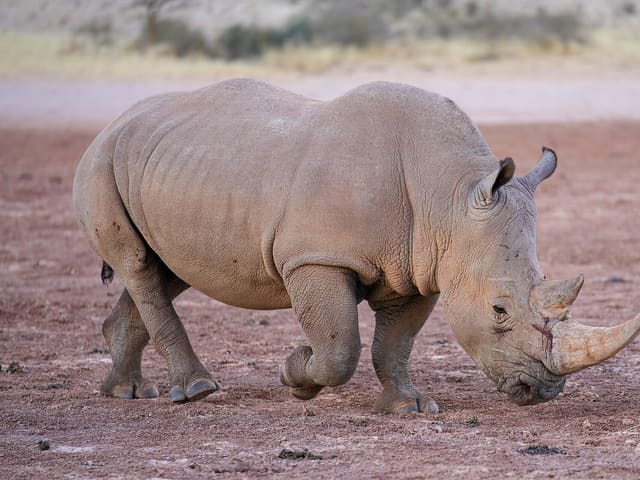 Rhinoceros