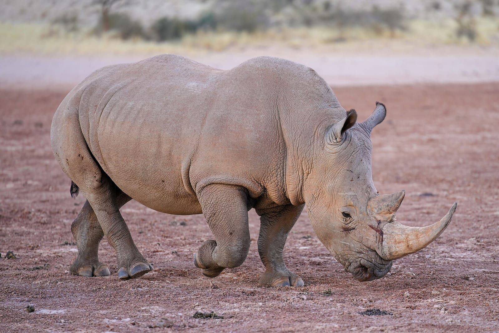 Rhinoceros (Diceros bicornis / Ceratotherium simum)