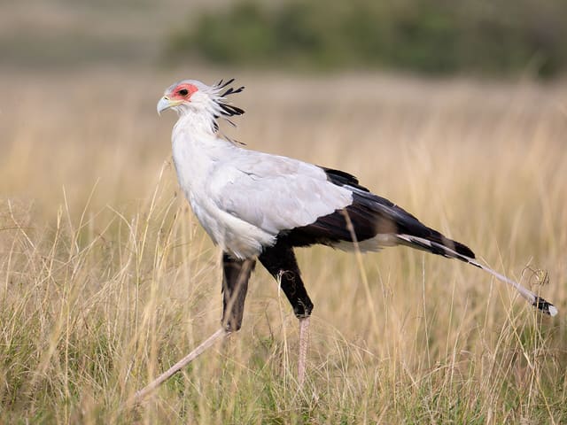 Secretary Bird