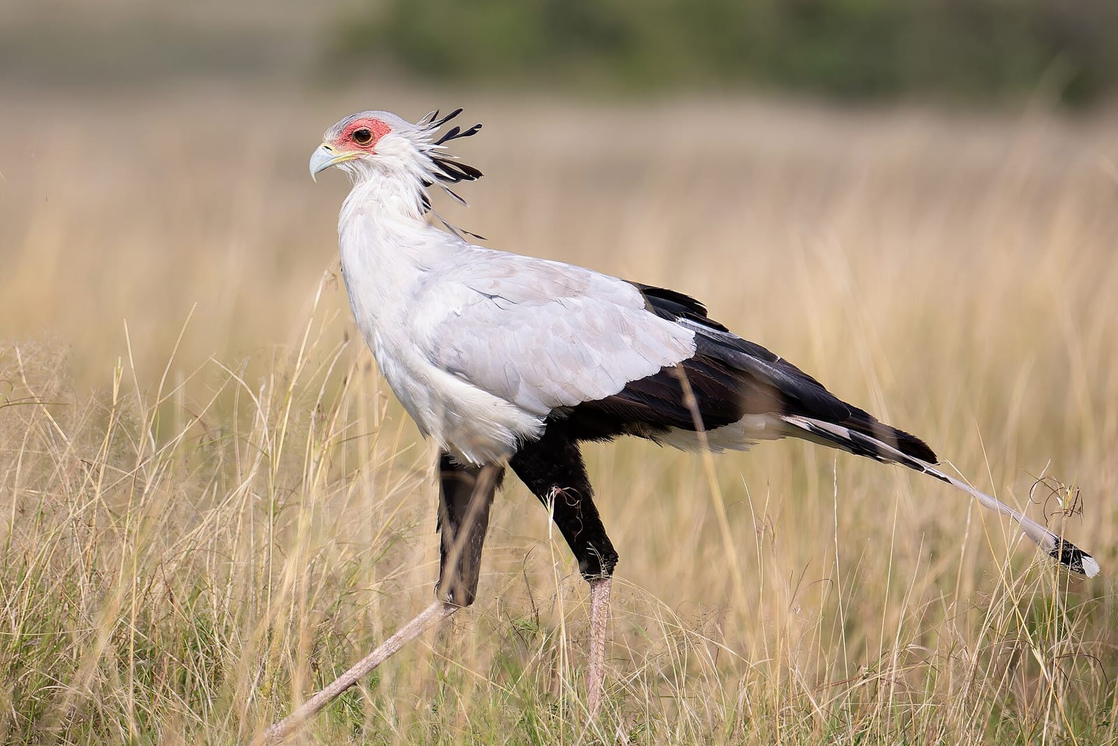 Secretary Bird (Sagittarius serpentarius)
