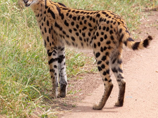 Serval