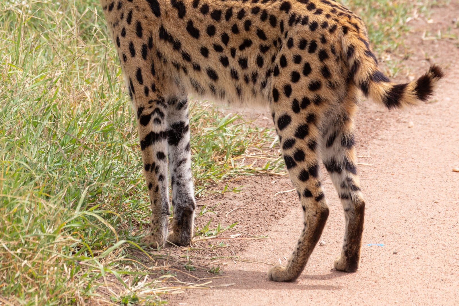 Serval (Leptailurus serval)