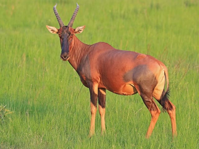 Topi