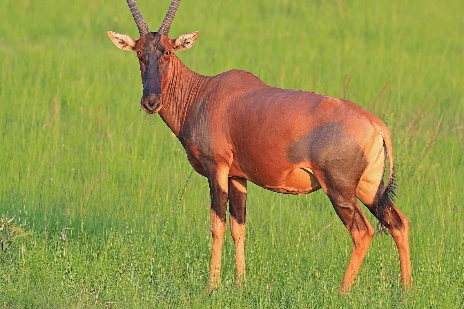 Topi (Damaliscus lunatus jimela)
