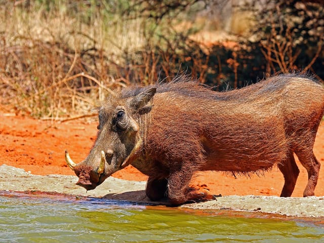 Warthog
