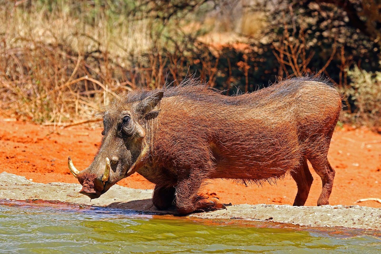Warthog (Phacochoerus africanus)