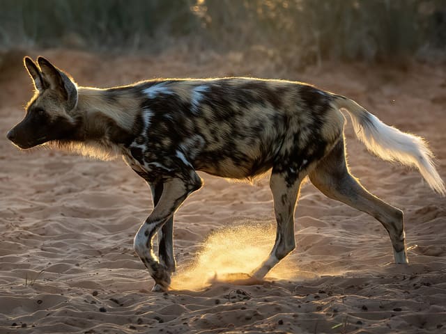African Wild Dog