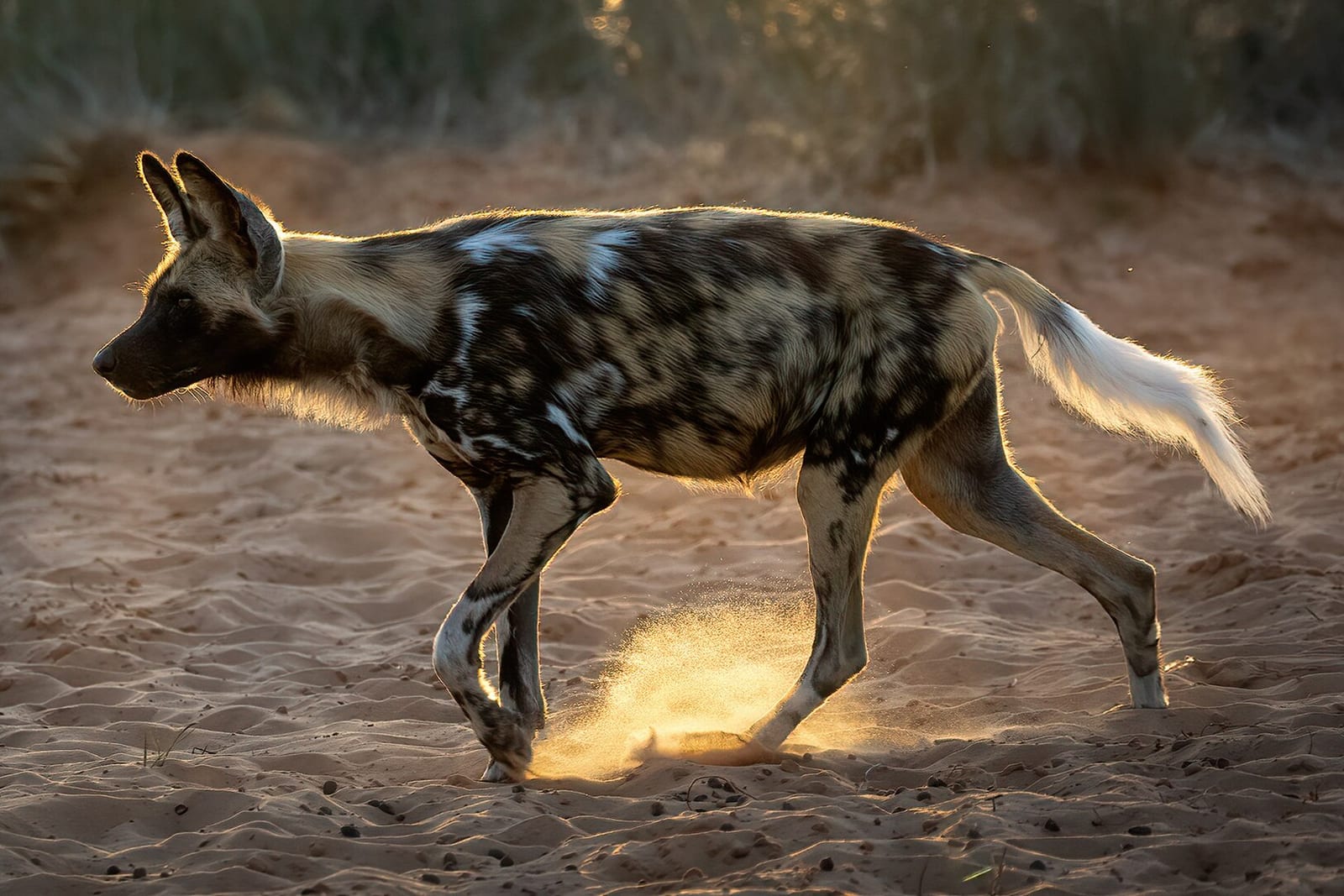 African Wild Dog (Lycaon pictus)