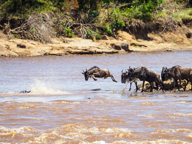 Wildebeest