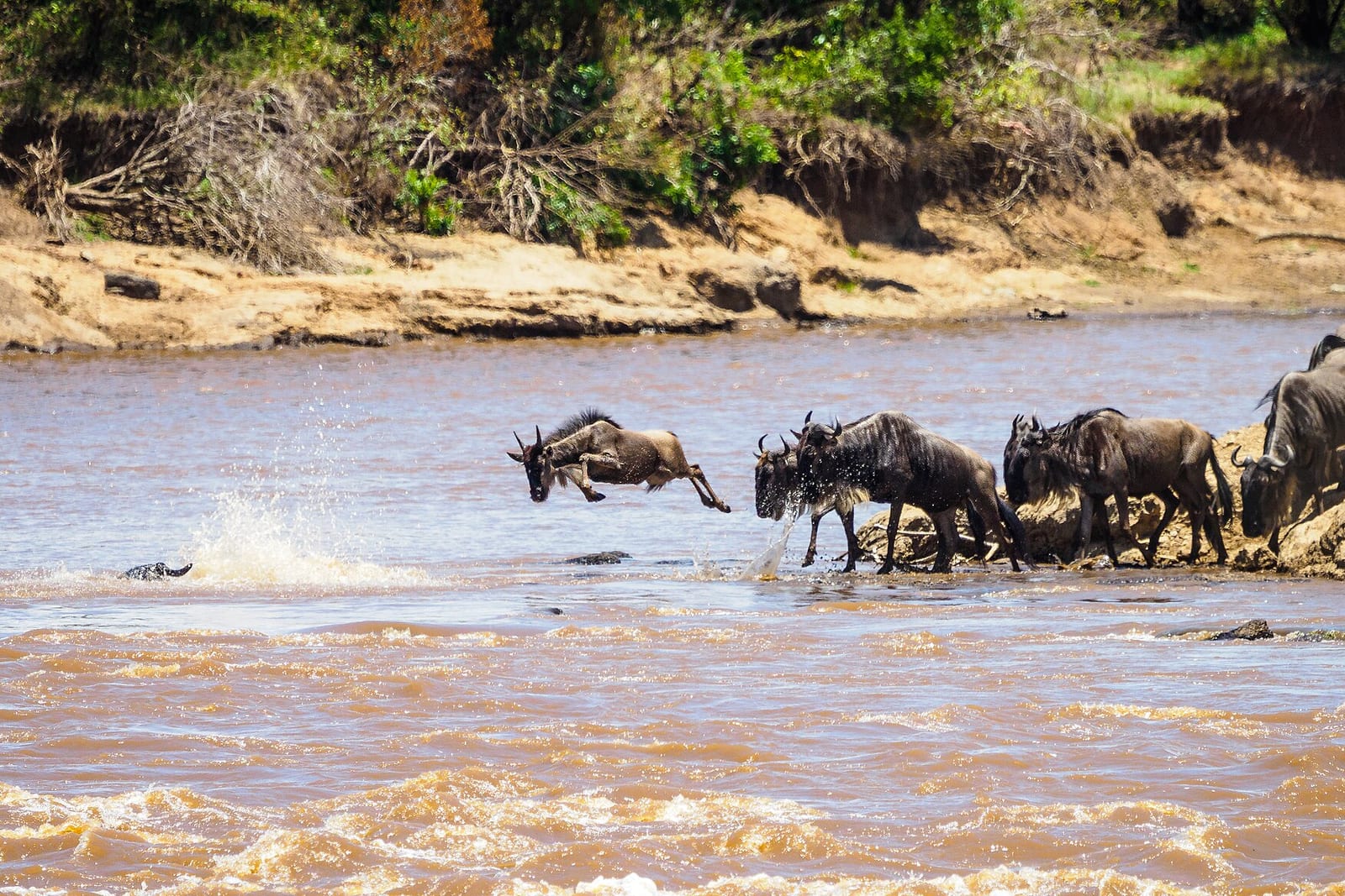 Wildebeest (Connochaetes taurinus)