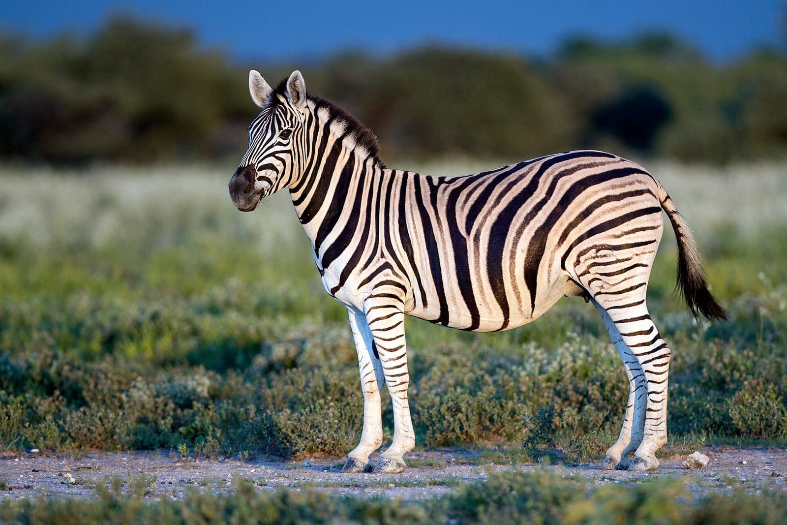 Zebra (Equus quagga / Equus grevyi)